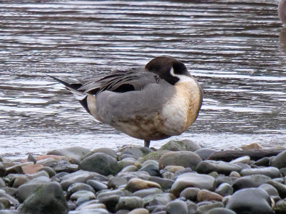 Northern Pintail - ML143110081