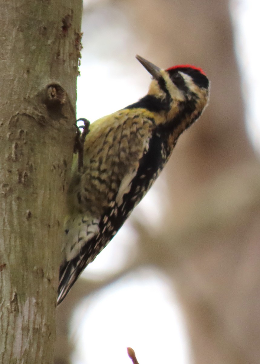 Yellow-bellied Sapsucker - ML143110101