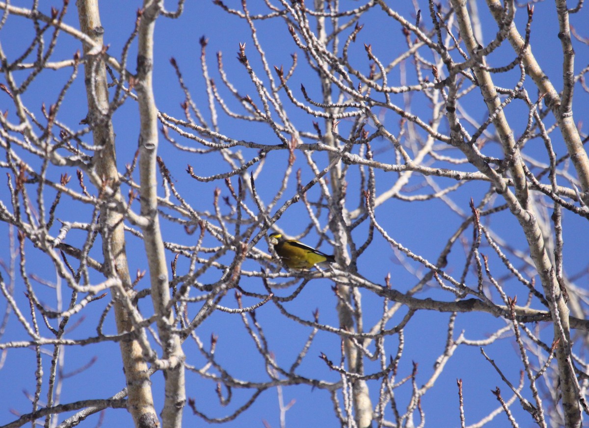 Evening Grosbeak - ML143110501