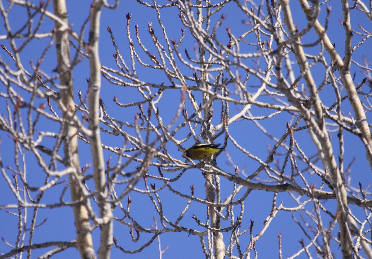Evening Grosbeak - ML143110531
