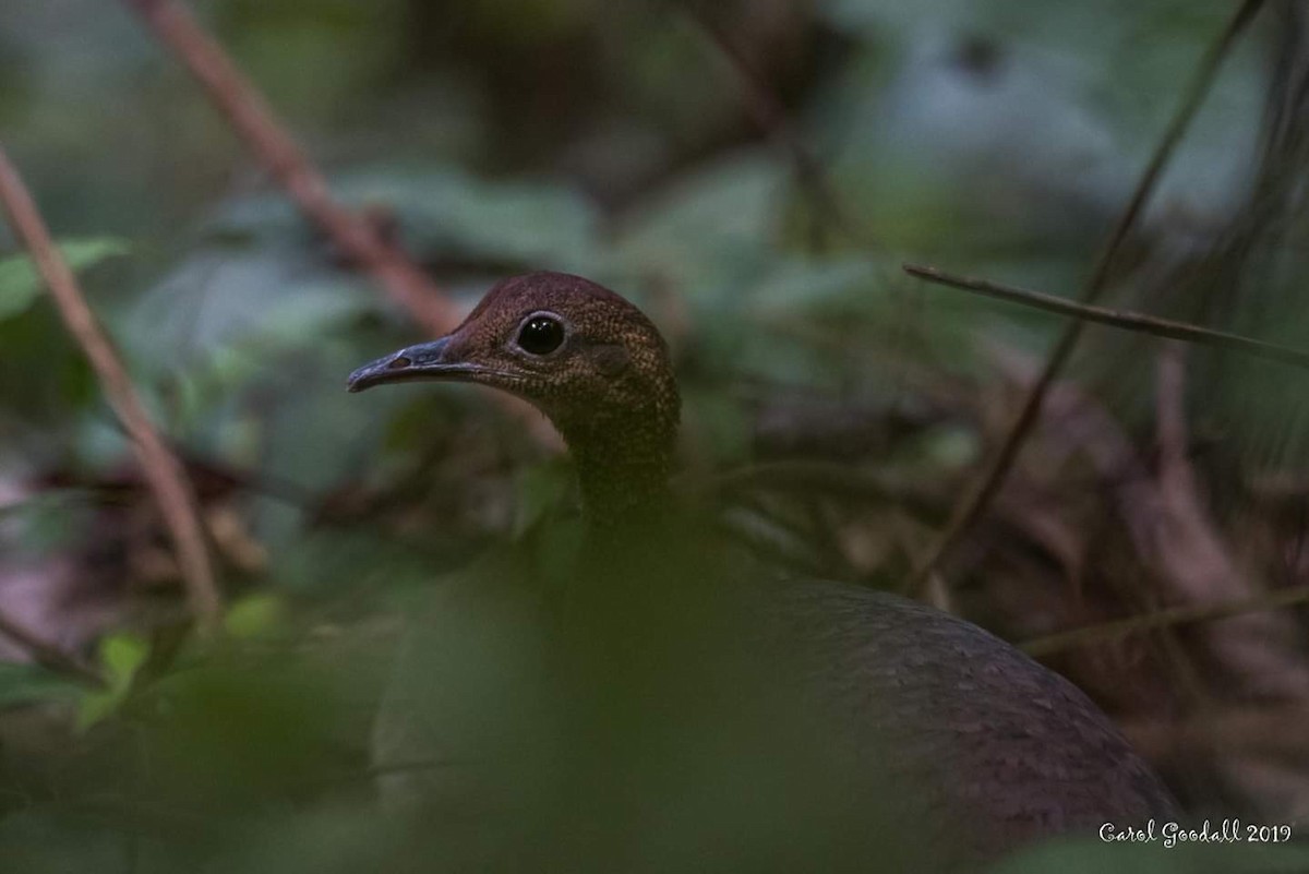 Great Tinamou - ML143110731