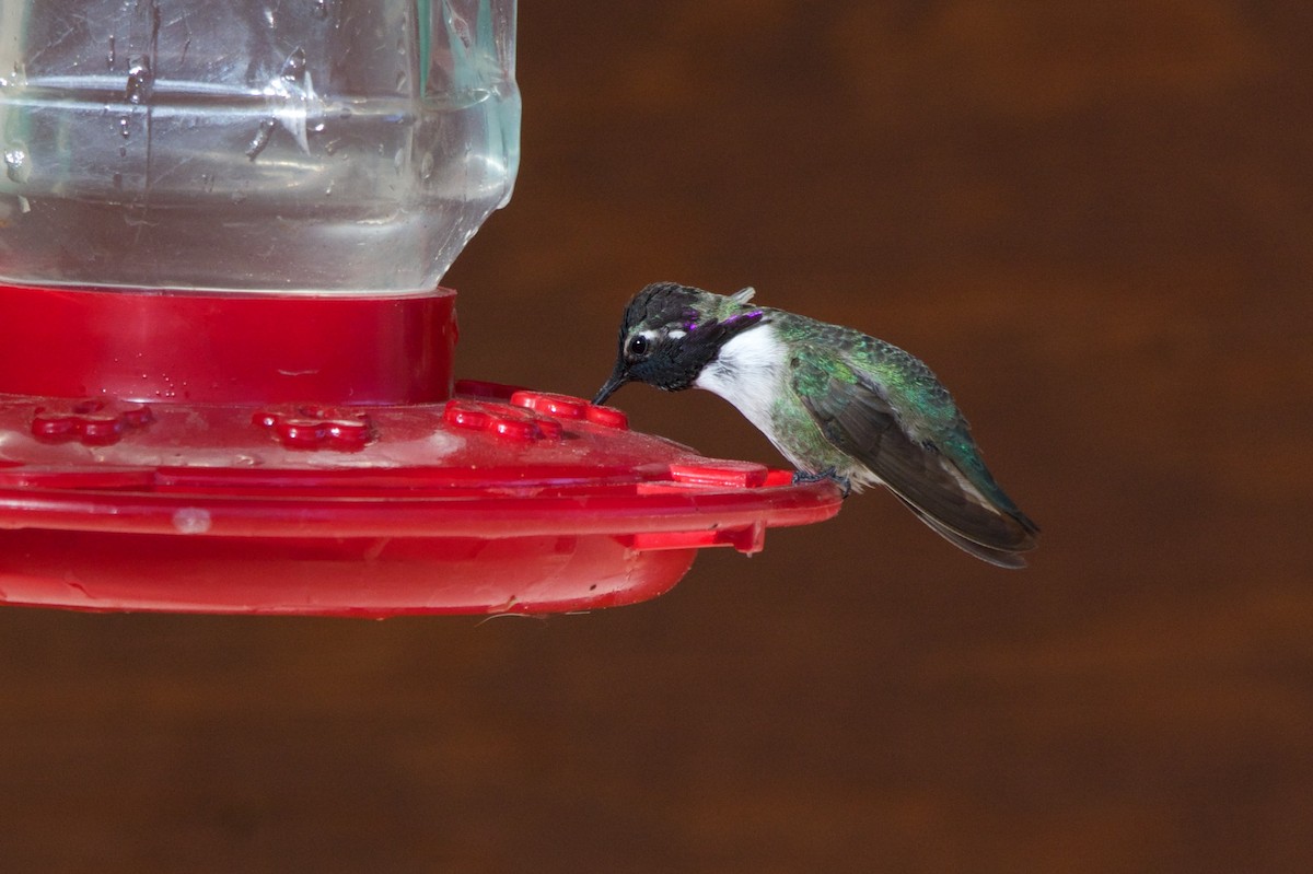 Costa's Hummingbird - ML143112561