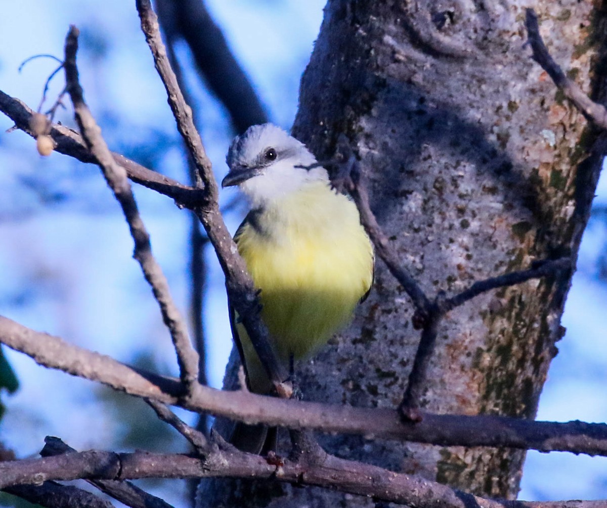 Tropical Kingbird - ML143115041