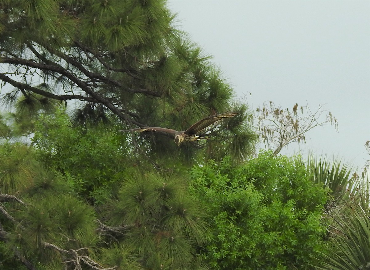 Snail Kite - ML143118341