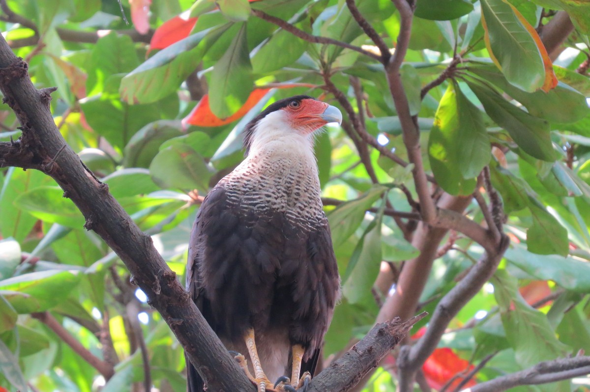 Caracara huppé (cheriway) - ML143118471