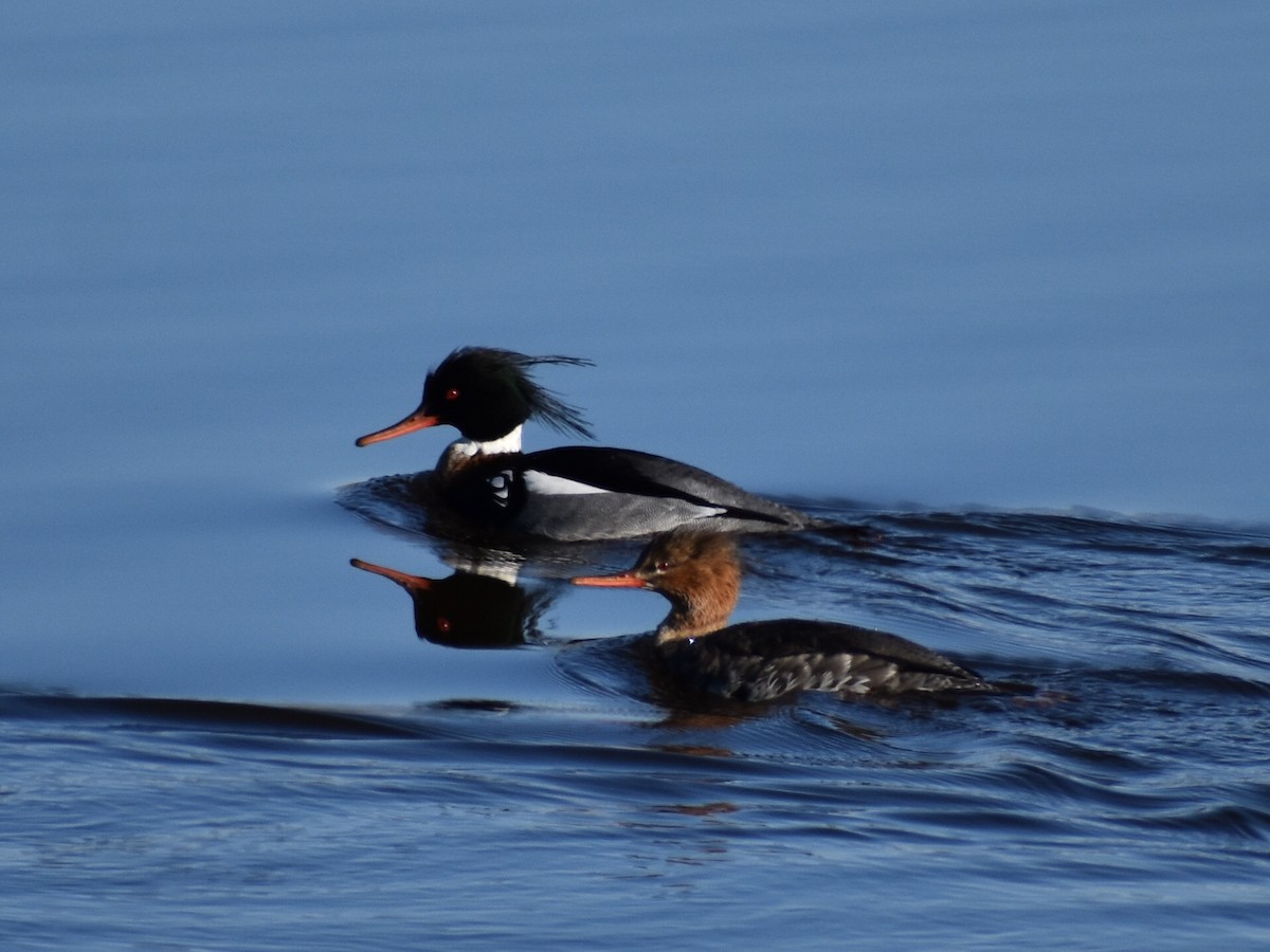 Red-breasted Merganser - ML143118531