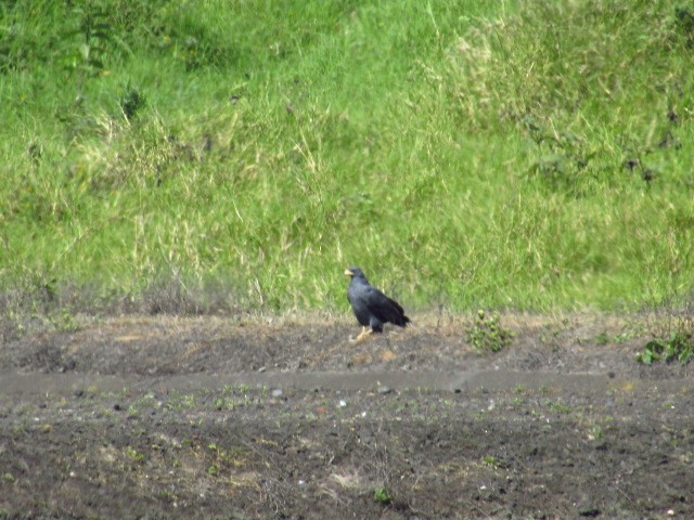 Common Black Hawk - ML143120041