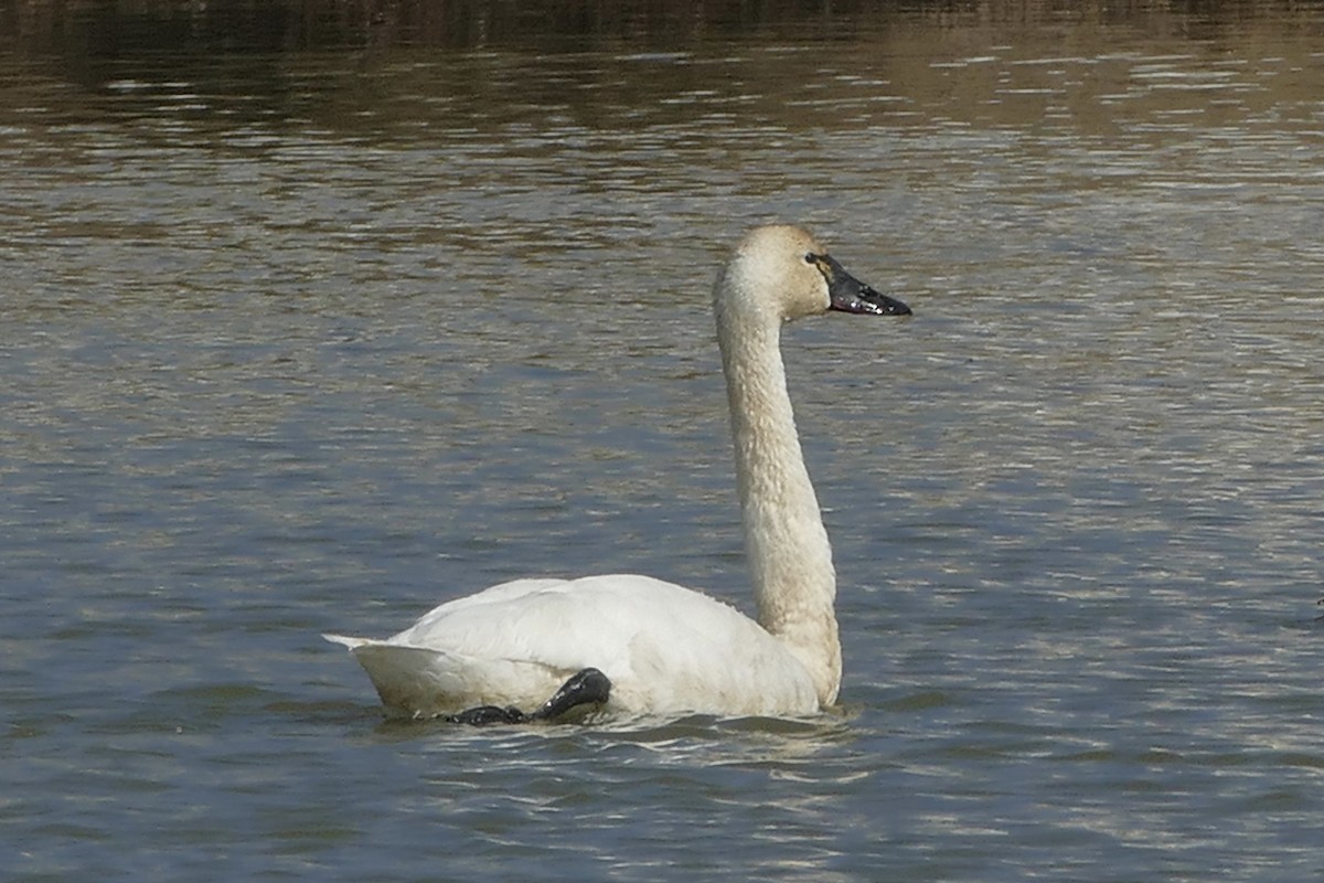 Tundra Swan (Whistling) - ML143120881