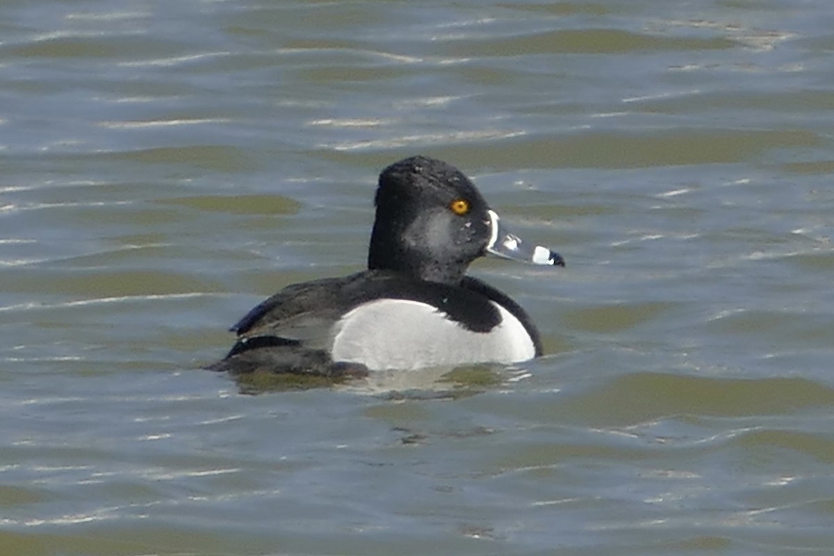 Ring-necked Duck - ML143121361