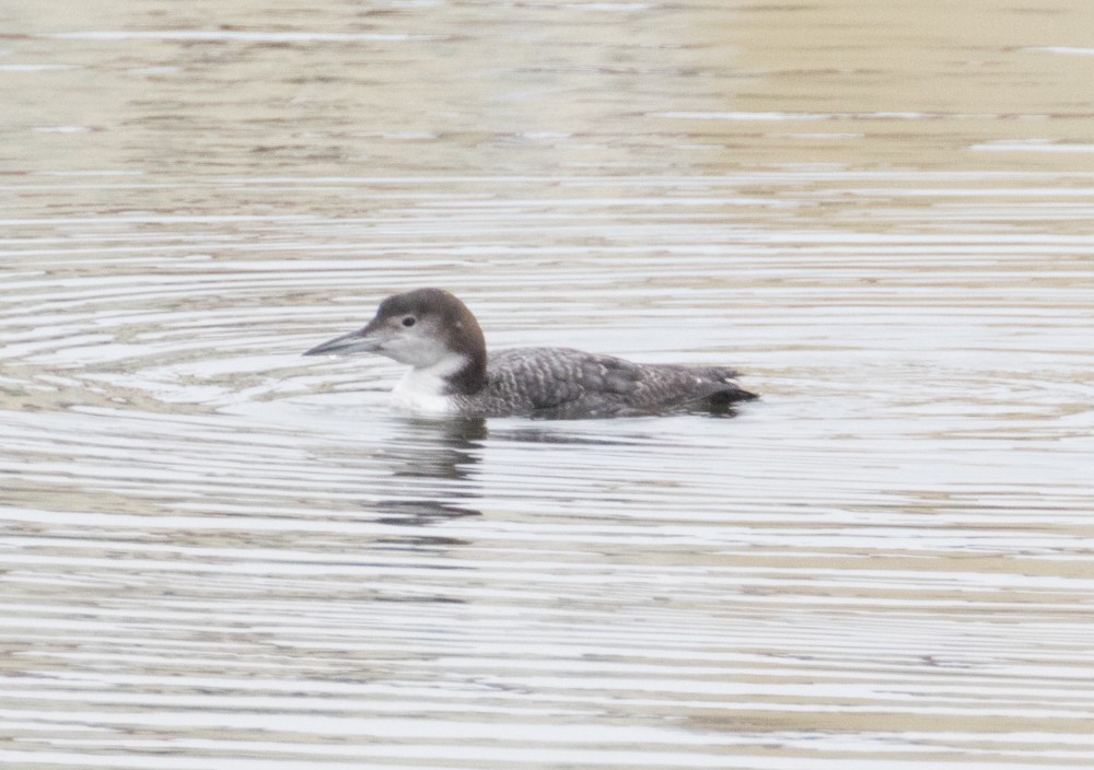 Common Loon - Allan Welby