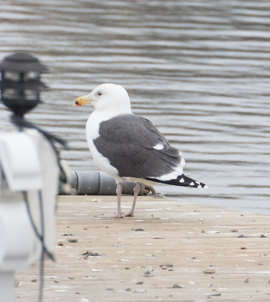 Great Black-backed Gull - Allan Welby