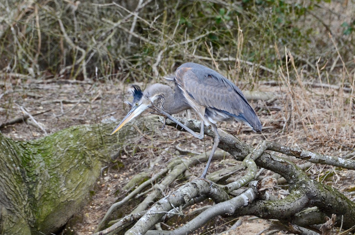 Great Blue Heron (Great Blue) - ML143123531