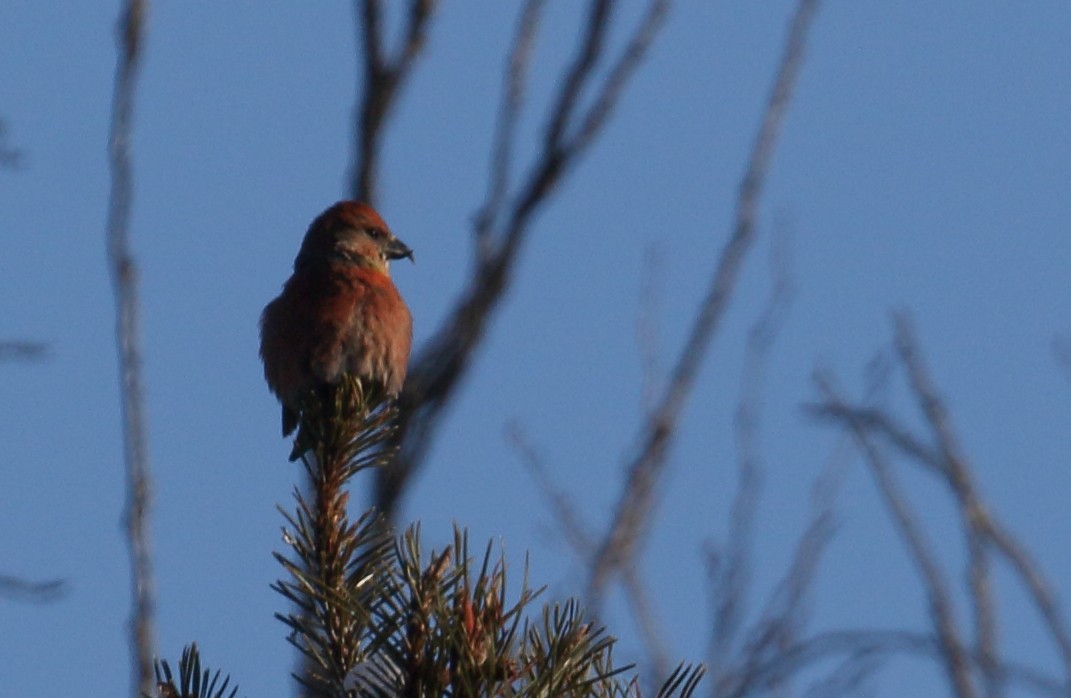 Red Crossbill - Anonymous