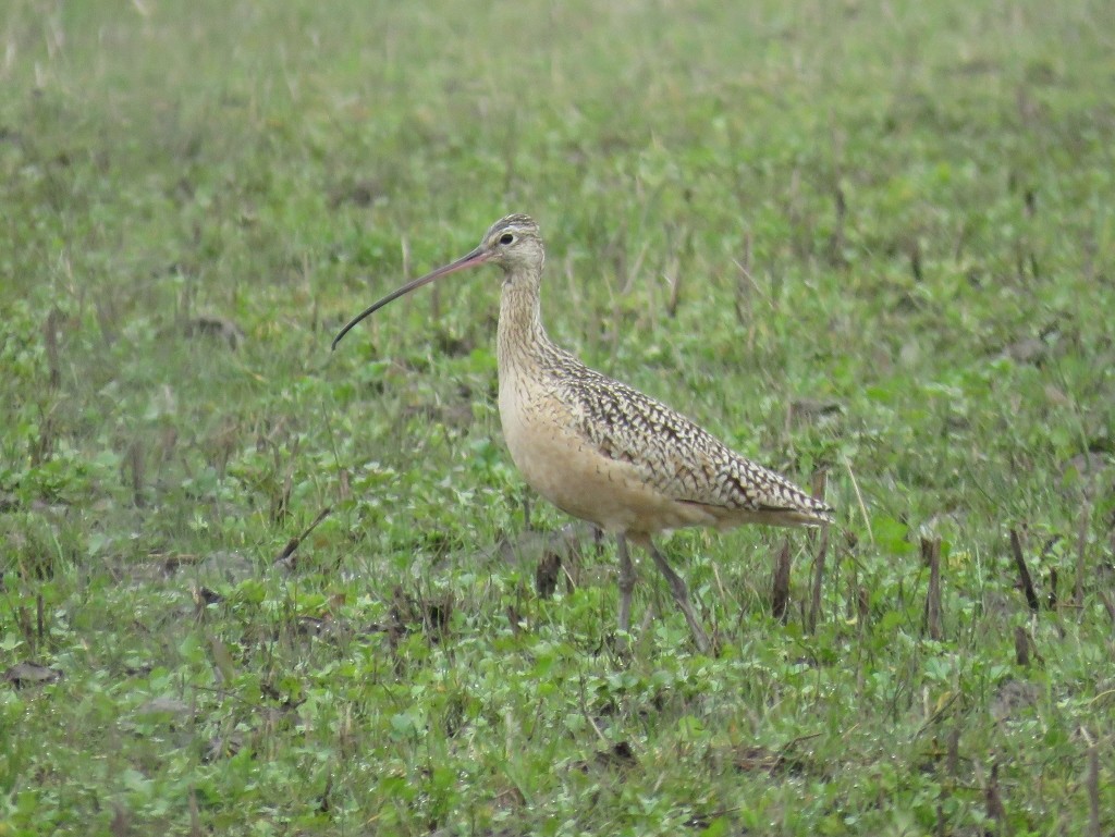 Rostbrachvogel - ML143128581