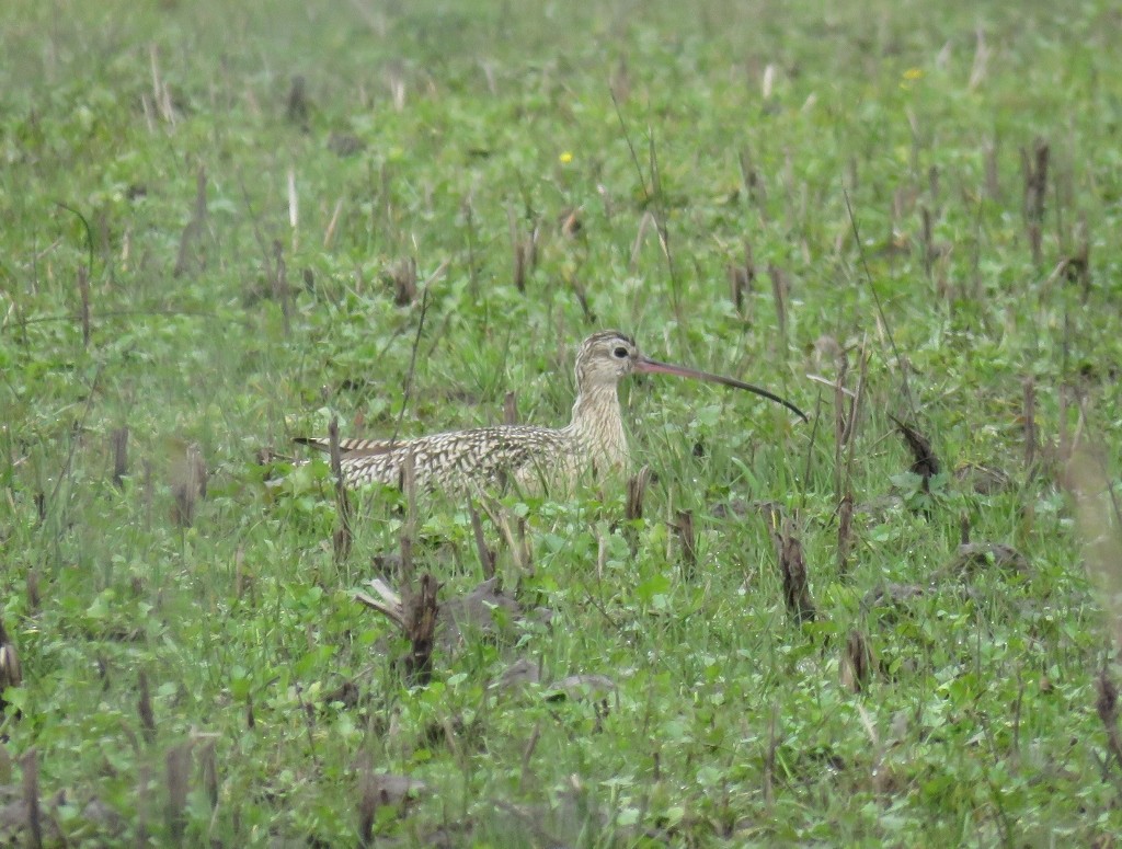 Long-billed Curlew - ML143128631