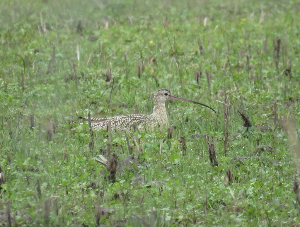 Rostbrachvogel - ML143128631