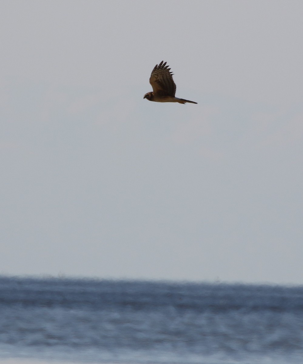 Northern Harrier - ML143132581