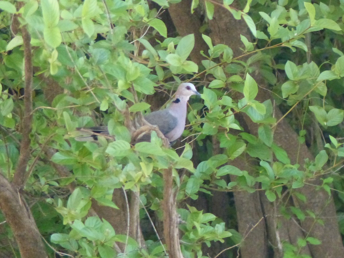 Mourning Collared-Dove - ML143133621