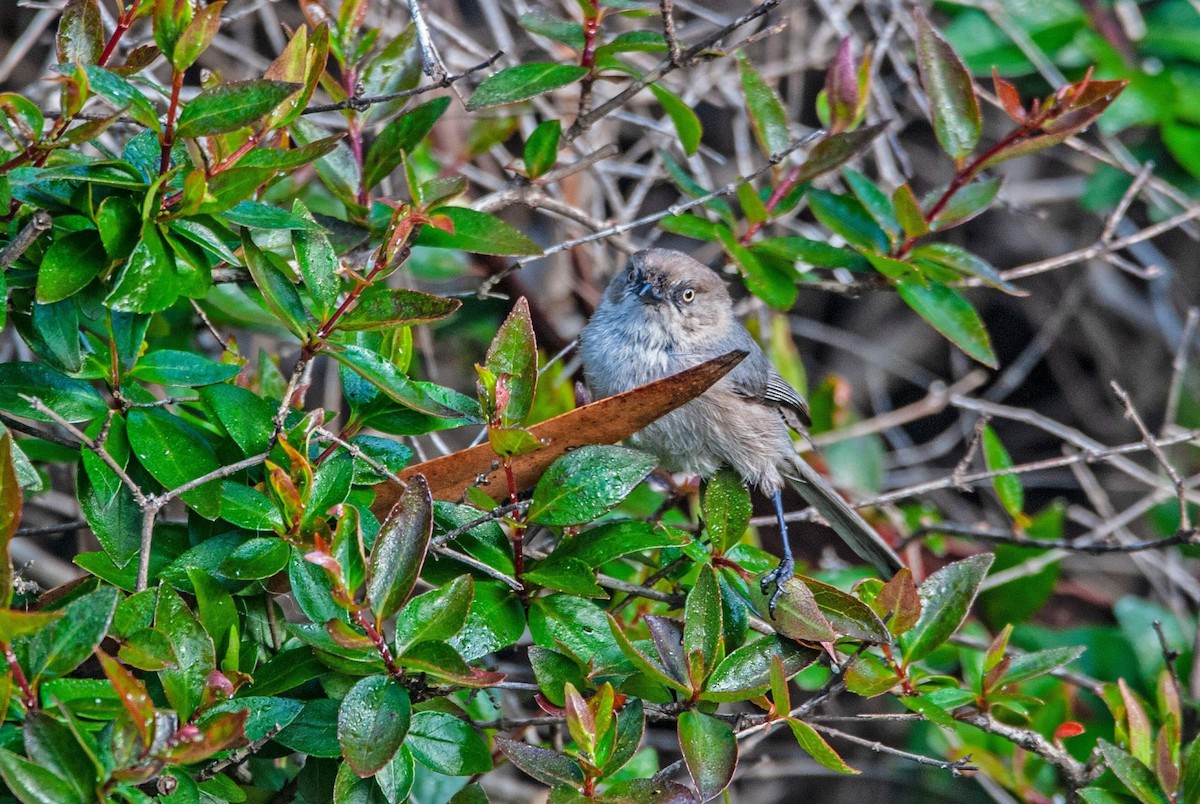 Bushtit - ML143134921