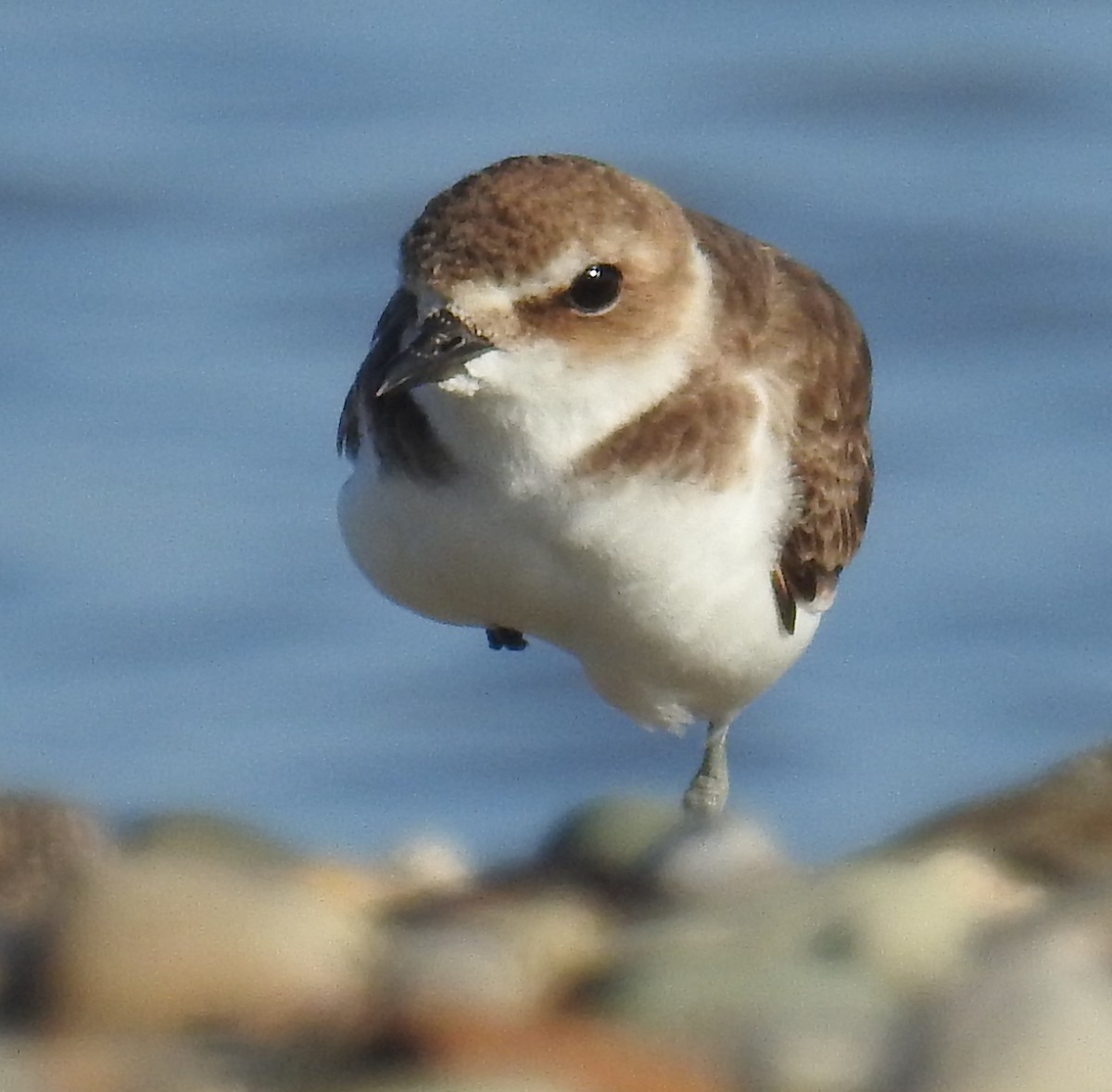 Javan Plover - ML143136991