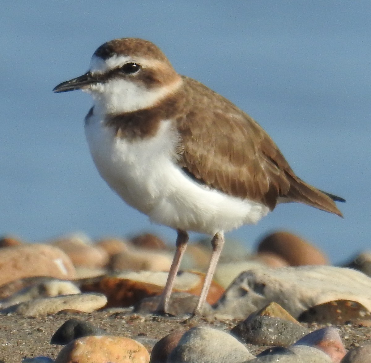 Javan Plover - ML143137081