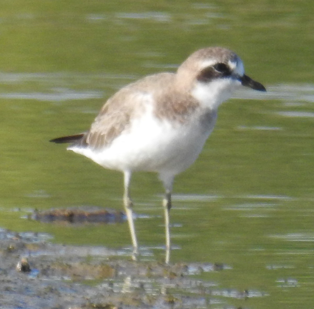 Siberian Sand-Plover - ML143137311