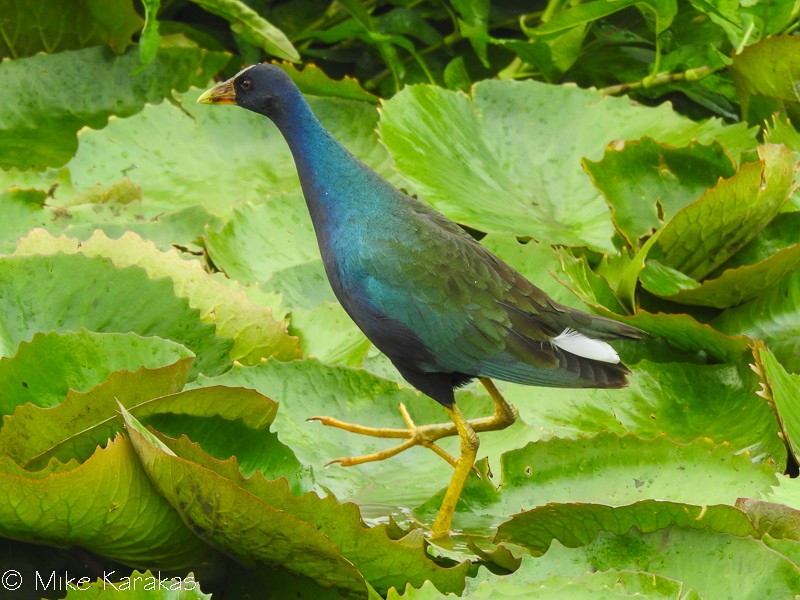 Purple Gallinule - Mike Karakas