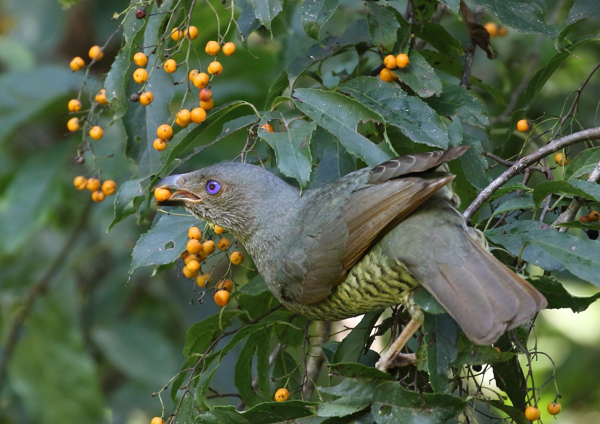 Satin Bowerbird - ML143138431