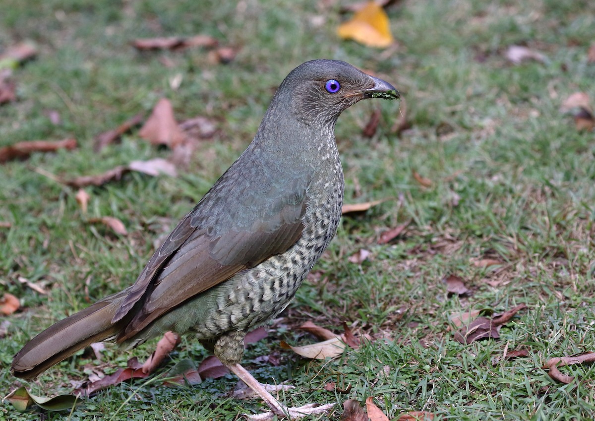 Satin Bowerbird - ML143138471