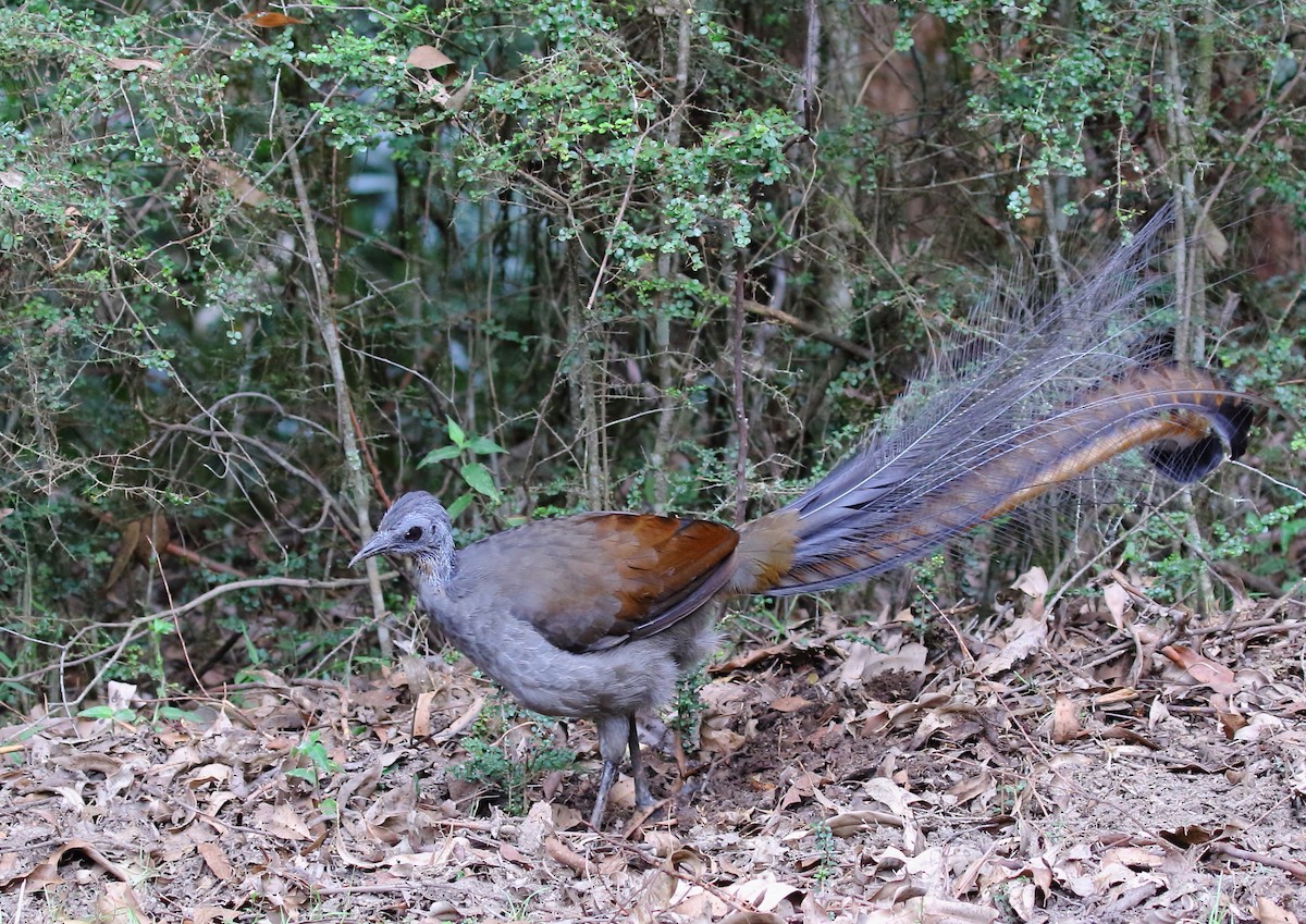 Superb Lyrebird - ML143138701