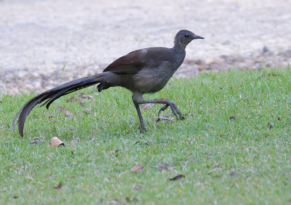 Superb Lyrebird - Michael Rutkowski