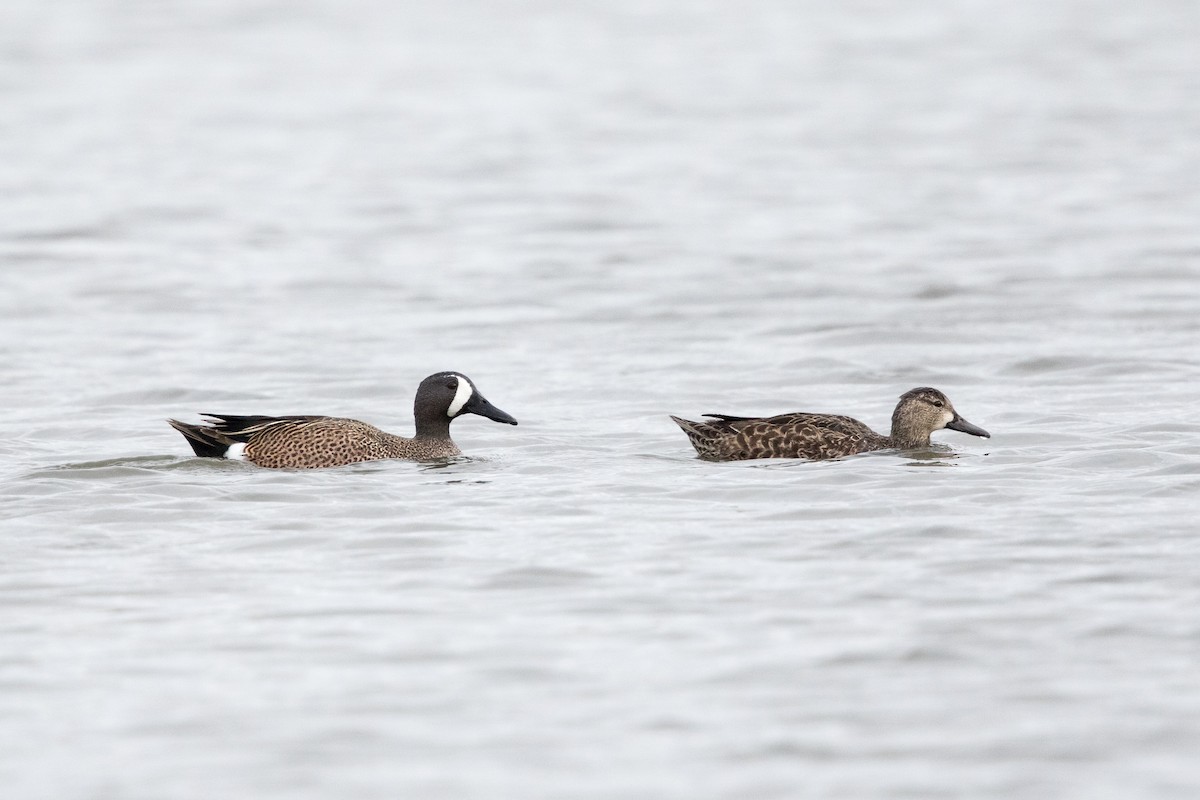 Blue-winged Teal - Garrett Lau