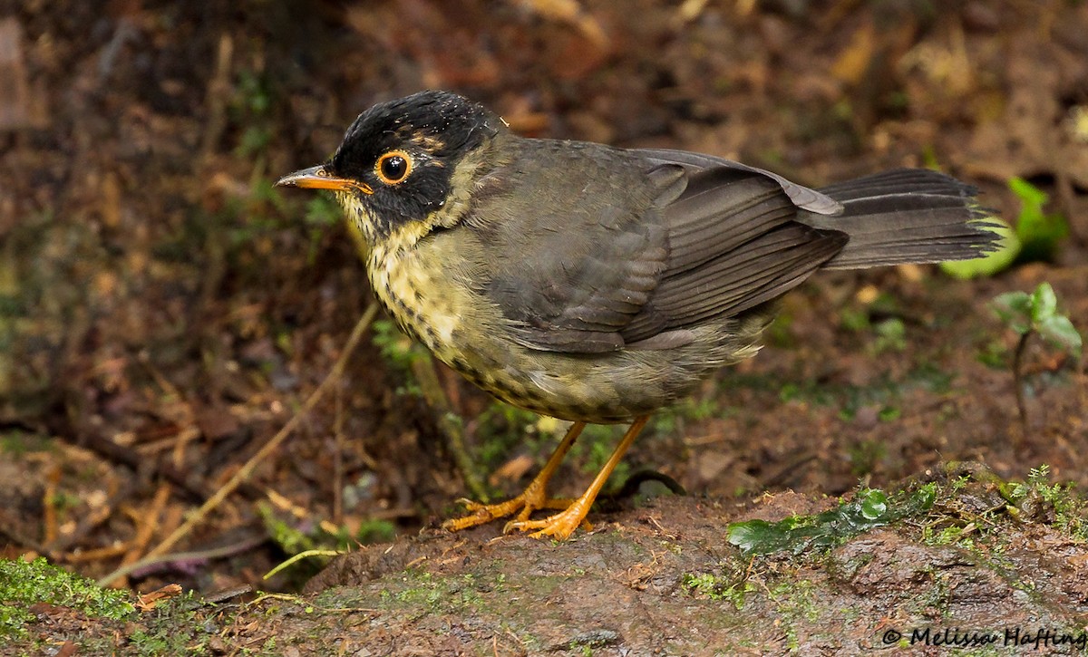 Speckled Nightingale-Thrush - ML143140201