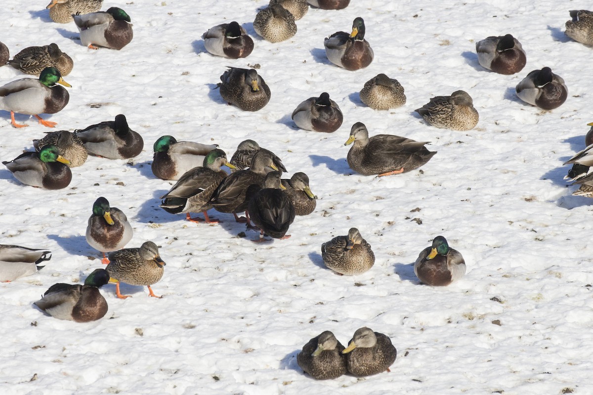 Mallard x American Black Duck (hybrid) - ML143140611