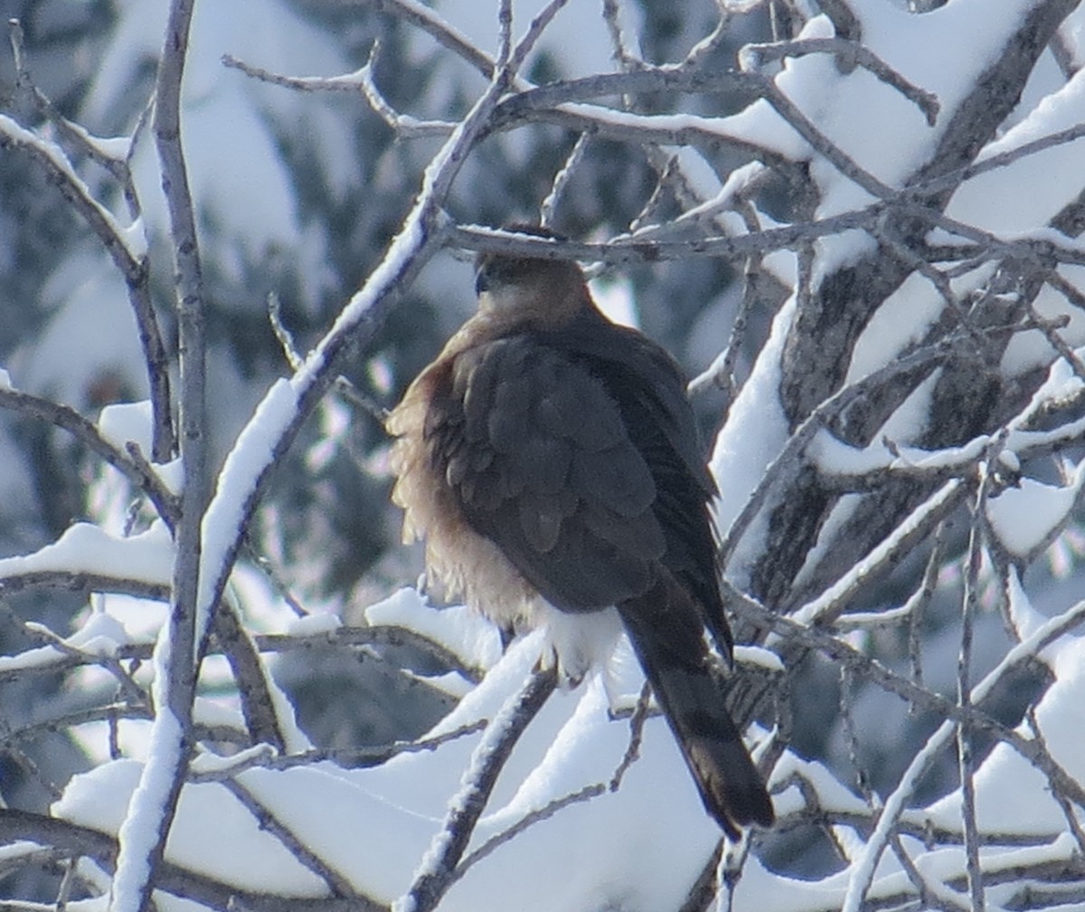 Sharp-shinned Hawk - ML143140641