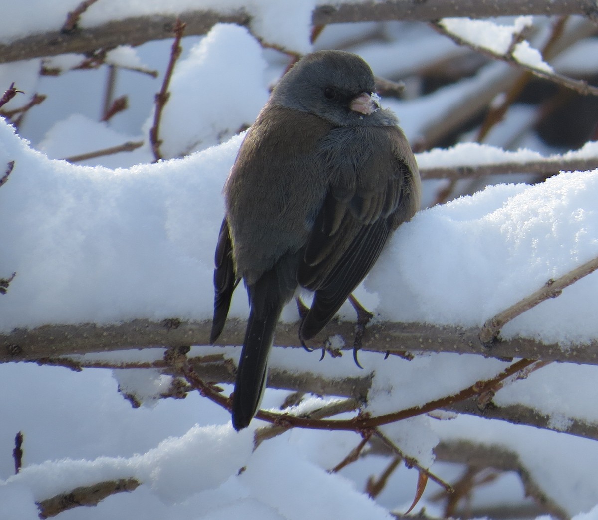 Dark-eyed Junco (Pink-sided) - ML143140711