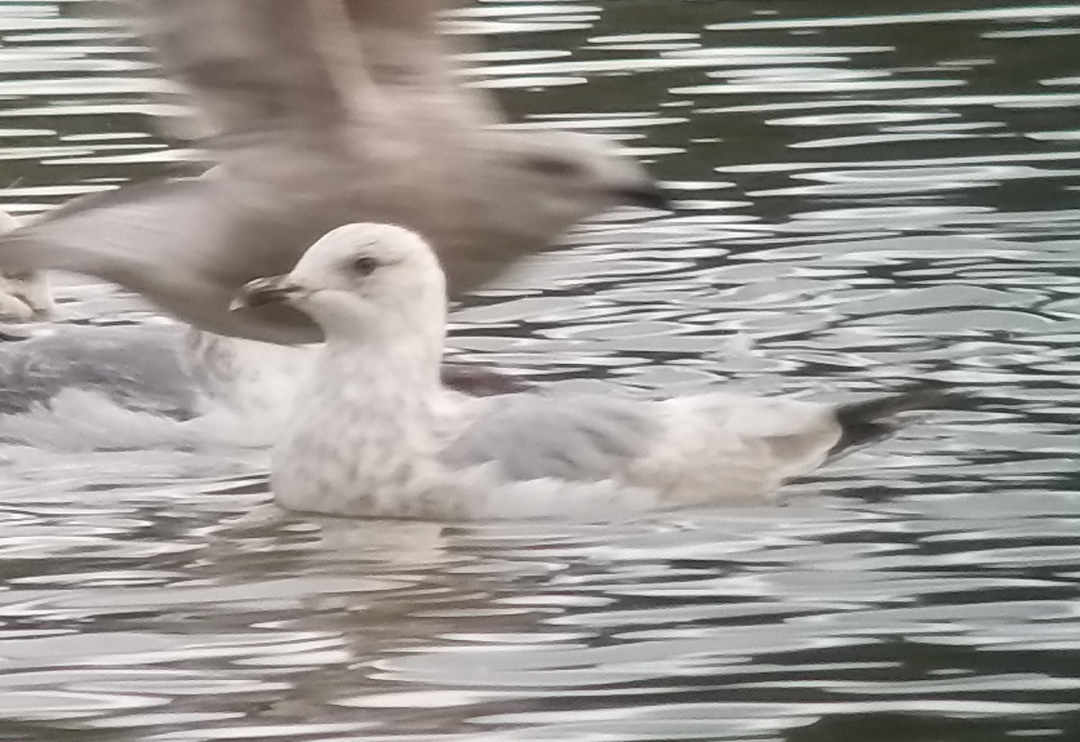 Iceland Gull (Thayer's) - ML143140981