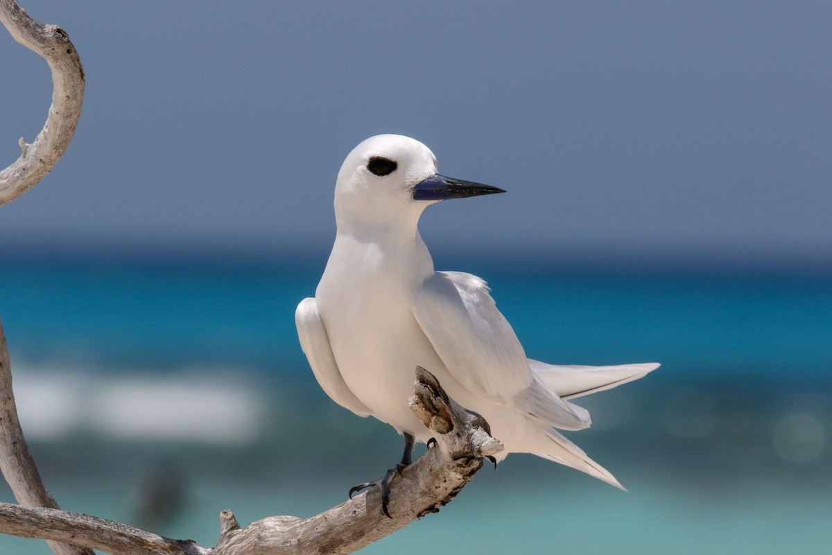 Charrán Blanco - ML143141301