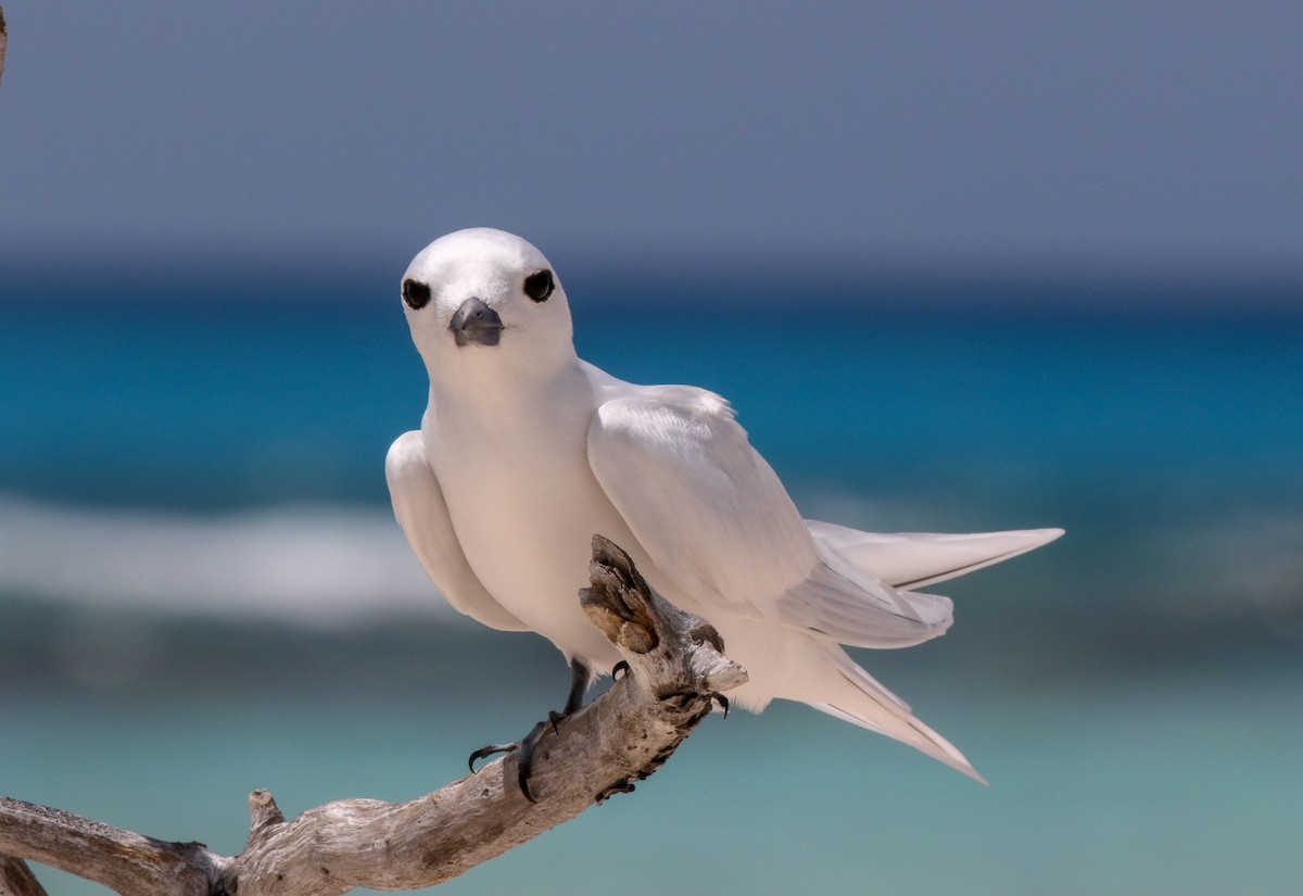 White Tern - ML143141361