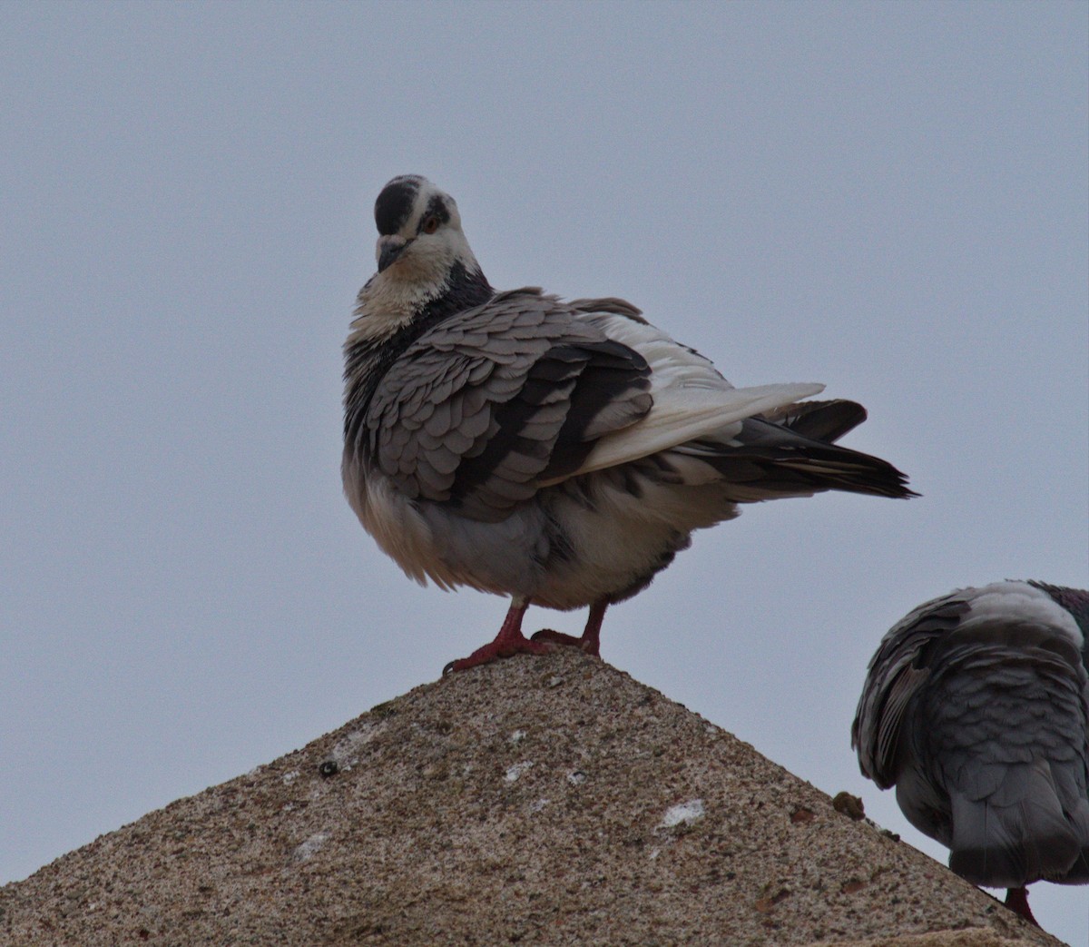 Rock Pigeon (Feral Pigeon) - ML143141711