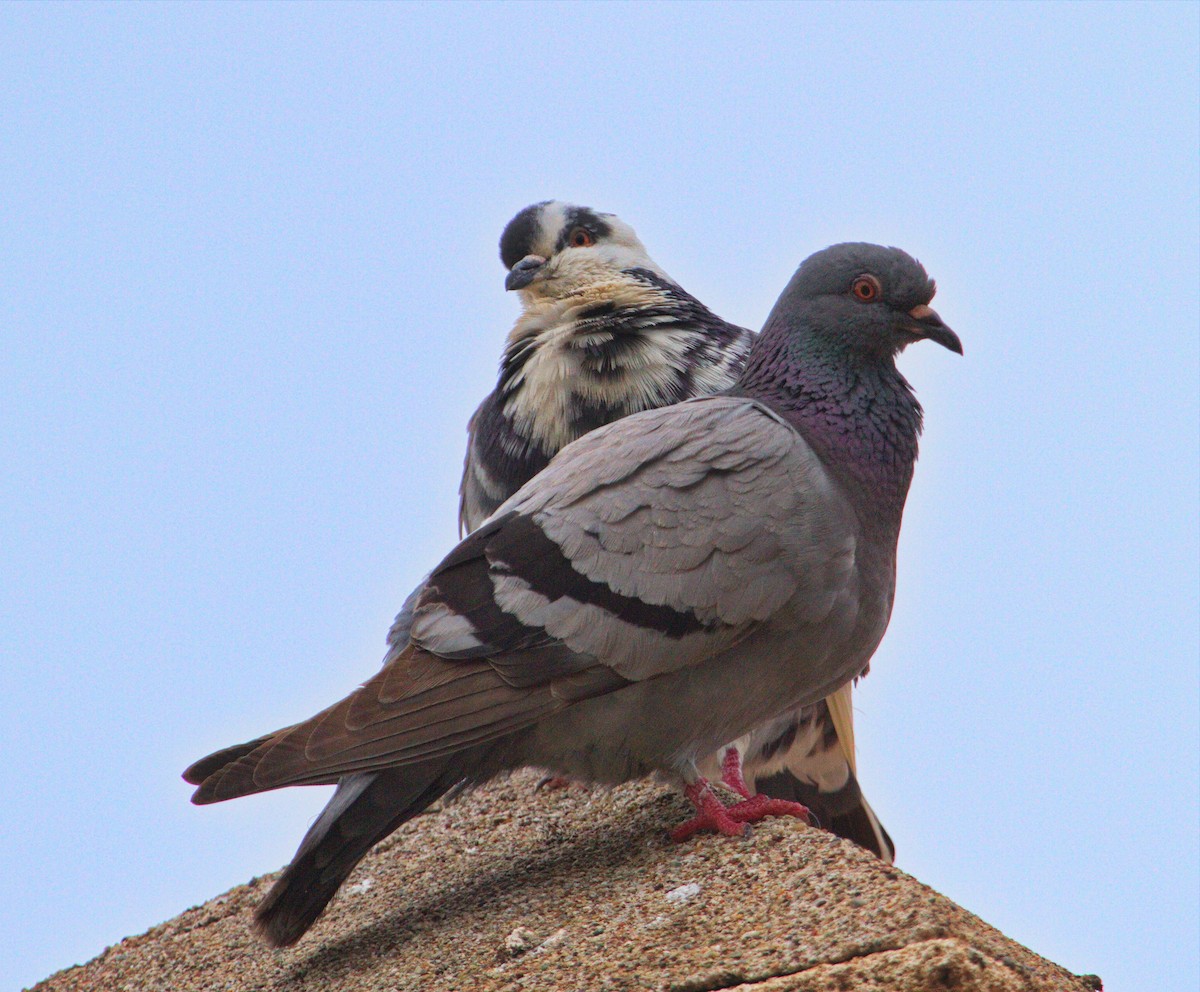 Rock Pigeon (Feral Pigeon) - ML143141821