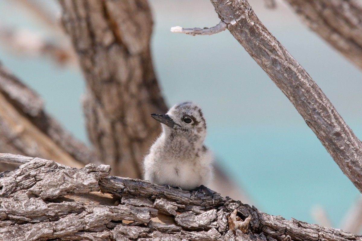 White Tern - ML143141961