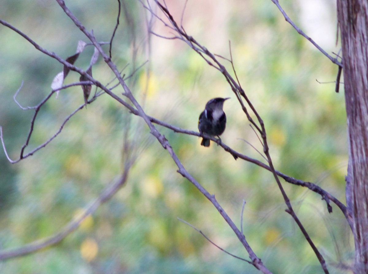 Crescent Honeyeater - ML143142481