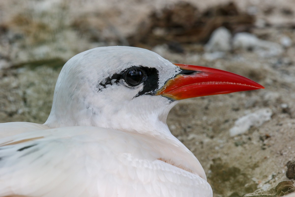 Red-tailed Tropicbird - George  Henry Stirrett