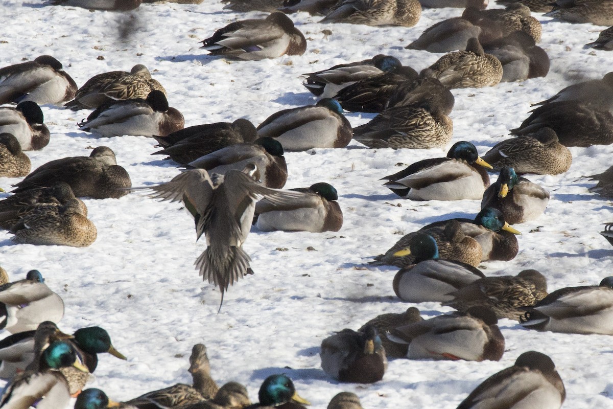 Northern Pintail - Jamie Spence