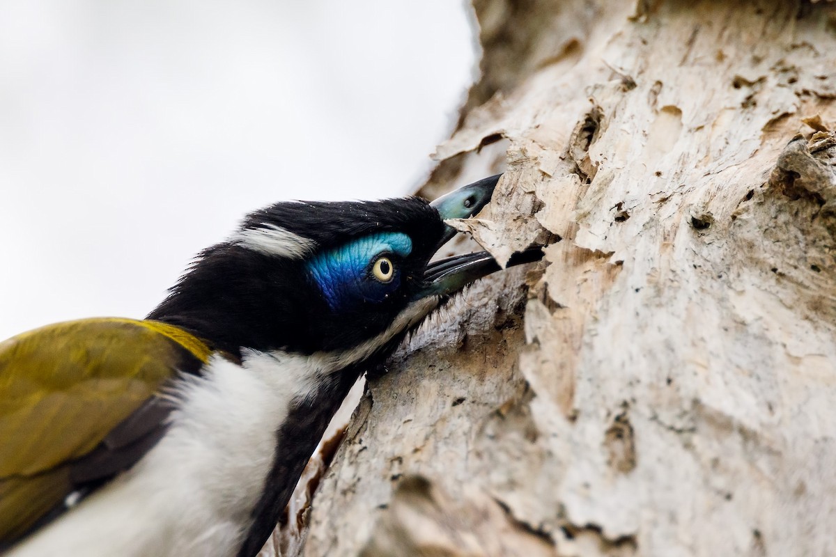 Blue-faced Honeyeater - Malcolm Graham