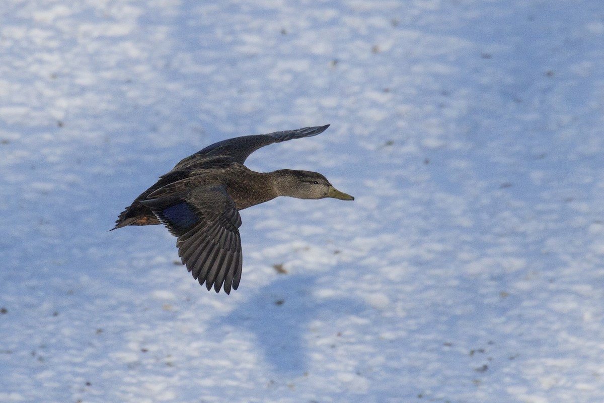 Mallard x American Black Duck (hybrid) - Jamie Spence