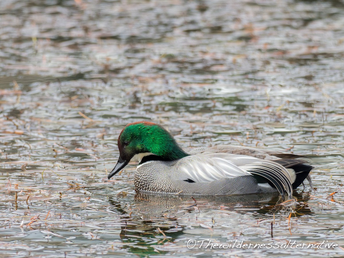 Falcated Duck - ML143143641