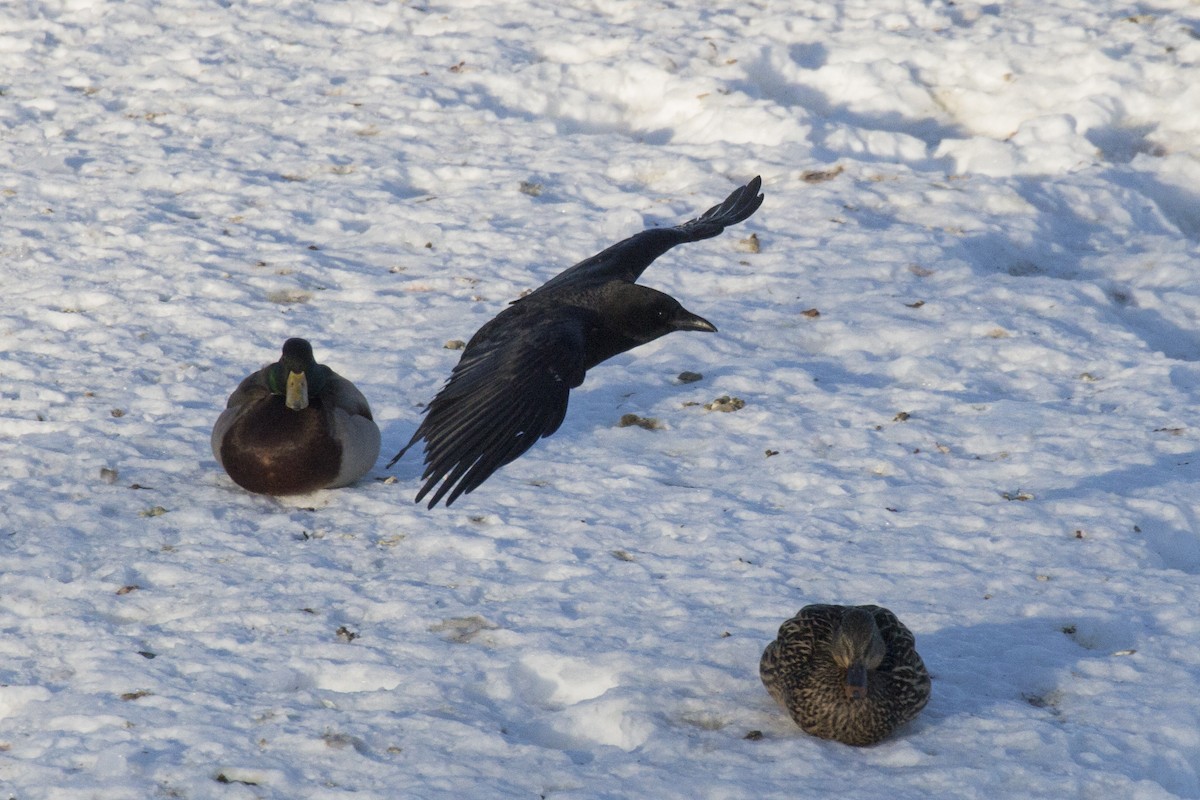 American Crow - ML143143721