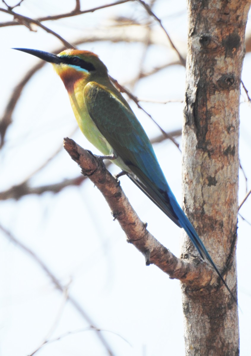 Blue-tailed Bee-eater - ML143145531